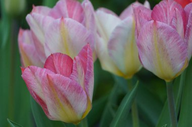 Borken şehrinin yakınlarındaki Alman muensterland 'inde bahar geldi.