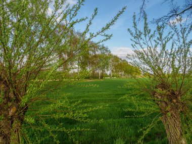 Borken şehrinin yakınlarındaki Alman muensterland 'inde bahar geldi.