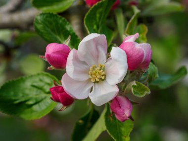Borken şehrinin yakınlarındaki Alman muensterland 'inde bahar geldi.