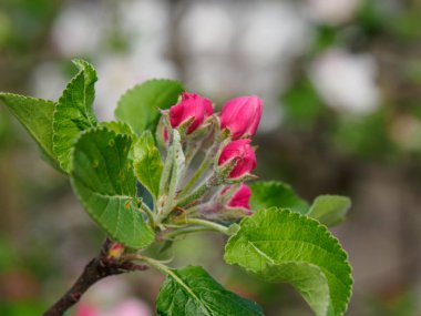 Borken şehrinin yakınlarındaki Alman muensterland 'inde bahar geldi.
