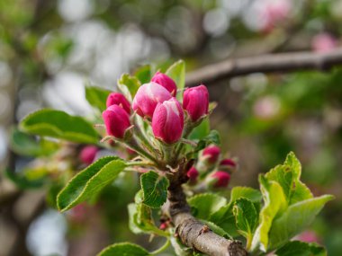 Borken şehrinin yakınlarındaki Alman muensterland 'inde bahar geldi.