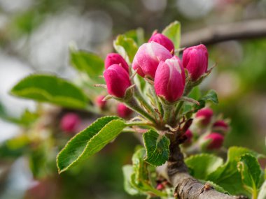 Borken şehrinin yakınlarındaki Alman muensterland 'inde bahar geldi.