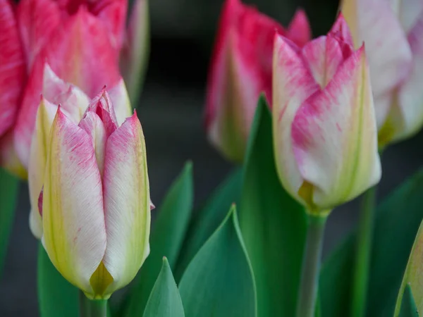 Printemps Dans Muensterland Allemand Près Ville Borken — Photo