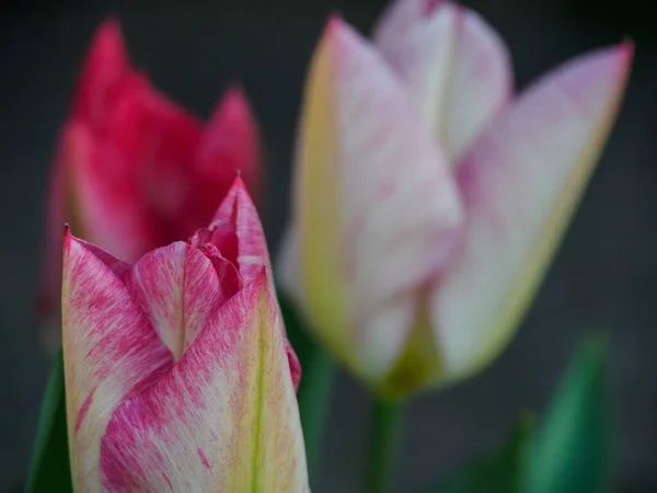 Printemps Dans Muensterland Allemand Près Ville Borken — Photo