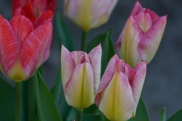 Printemps Dans Muensterland Allemand Près Ville Borken — Photo