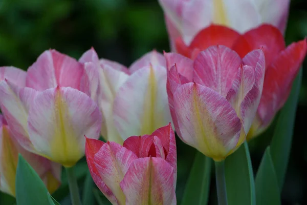 Spring Time German Muensterland City Borken — Stock Photo, Image