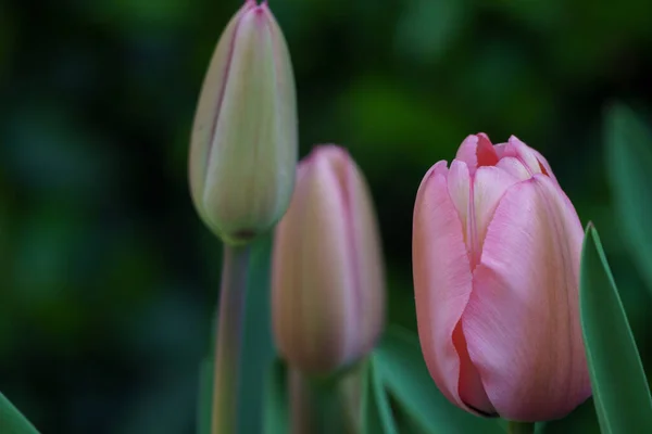 Spring Time German Muensterland City Borken — Stock Photo, Image