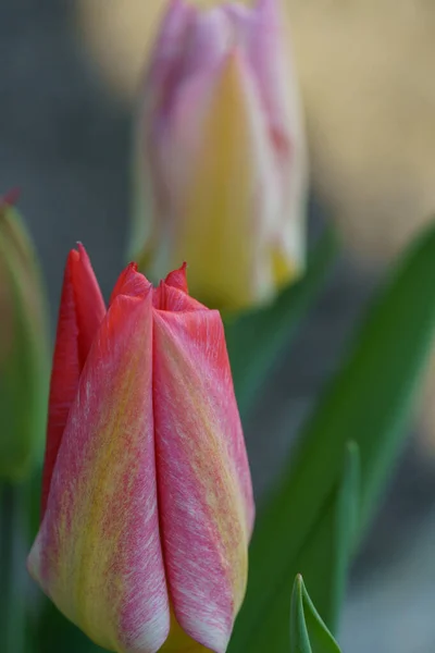 Spring Time German Muensterland City Borken — Stock Photo, Image