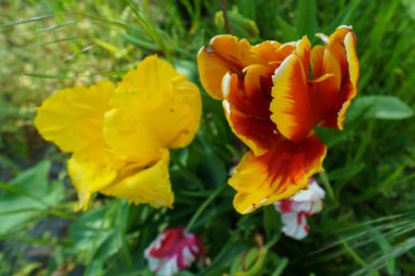 Almanya 'da bir bahçede birçok lale