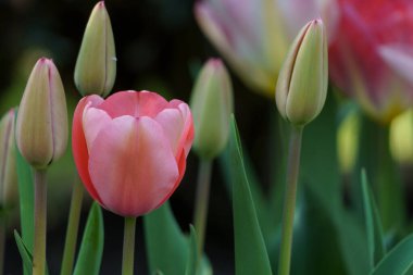 Almanya 'da bir bahçede birçok lale