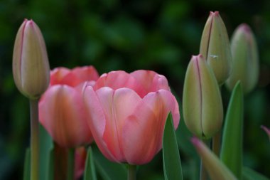 Almanya 'da bir bahçede birçok lale