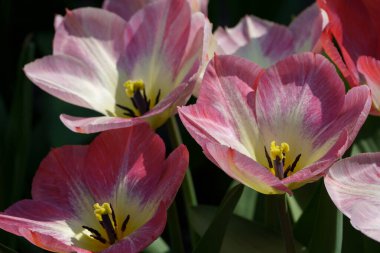 Almanya 'da bir bahçede birçok lale