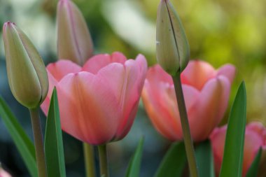Almanya 'da bir bahçede birçok lale