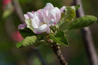 Almanya 'da bir bahçede birçok lale