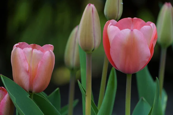 Nombreuses Tulipes Dans Jardin Allemagne — Photo