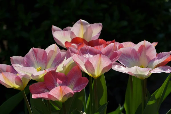 Много Тюльпанов Саду Германии — стоковое фото