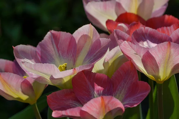 Wiele Tulipanów Ogrodzie Niemczech — Zdjęcie stockowe