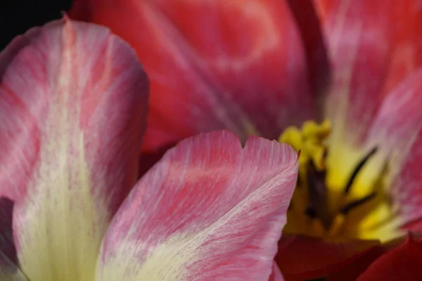 德国花园里的许多郁金香 — 图库照片