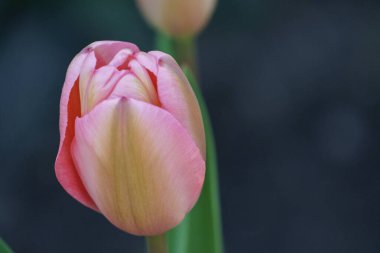 Almanya 'da bir bahçede birçok lale