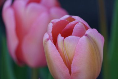 Almanya 'da bir bahçede birçok lale