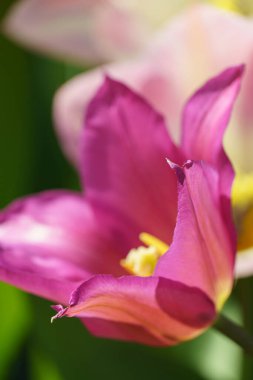 Almanya 'da bir bahçede birçok lale