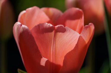 Almanya 'da Wesel şehrinin yakınlarındaki Ren nehri.
