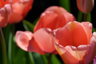 Almanya 'da bir bahçede birçok lale