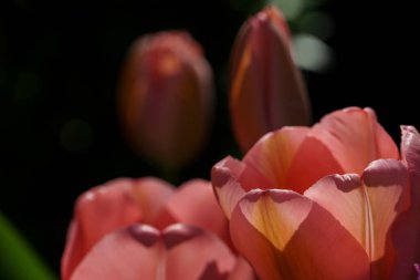 Almanya 'da bir bahçede birçok lale