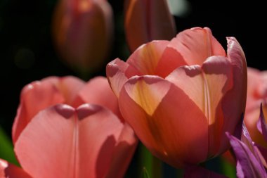 Almanya 'da bir bahçede birçok lale