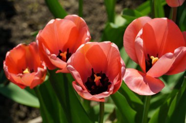 Almanya 'da bir bahçede birçok lale