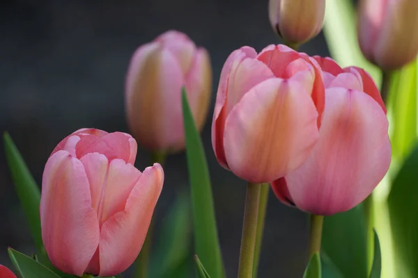 Nombreuses Tulipes Dans Jardin Allemagne — Photo