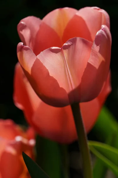Muchos Tulipanes Jardín Alemania — Foto de Stock