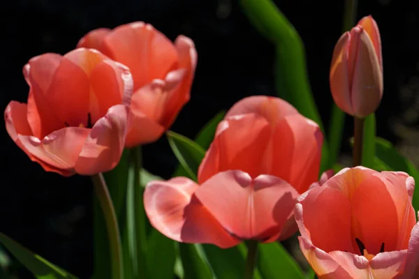 Много Тюльпанов Саду Германии — стоковое фото