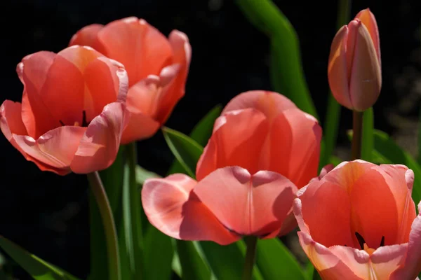 Muchos Tulipanes Jardín Alemania — Foto de Stock
