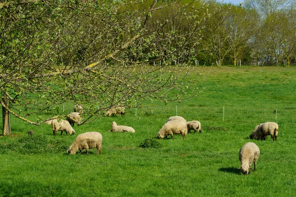 Rzeka Rhine Niemczech Pobliżu Miasta Wesel — Zdjęcie stockowe