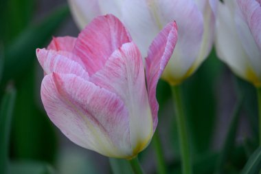 Almanya 'da baharda bahçede