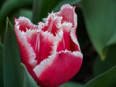 Alman bahçesinde birçok laleyle bahar zamanı