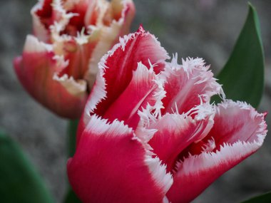Alman bahçesinde birçok laleyle bahar zamanı