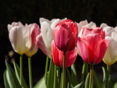 Alman bahçesinde birçok laleyle bahar zamanı