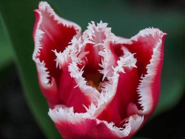 Alman bahçesinde birçok laleyle bahar zamanı