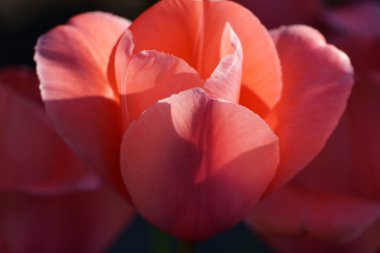 Alman bahçesinde birçok laleyle bahar zamanı
