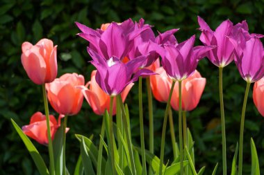 Alman şehri Vreden 'de bahar geldi.