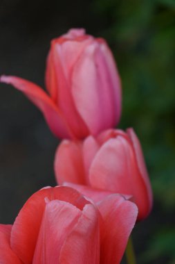 Alman şehri Vreden 'de bahar geldi.