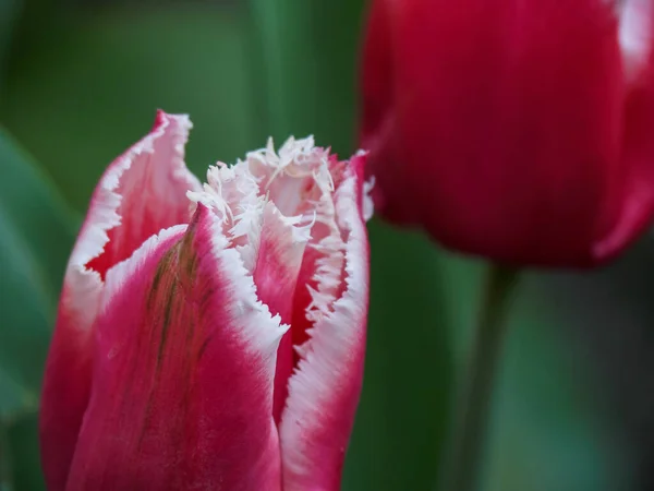 Jarní Čas Mnoha Tulipány Německé Zahradě — Stock fotografie