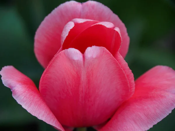 Printemps Avec Nombreuses Tulipes Dans Jardin Allemand — Photo
