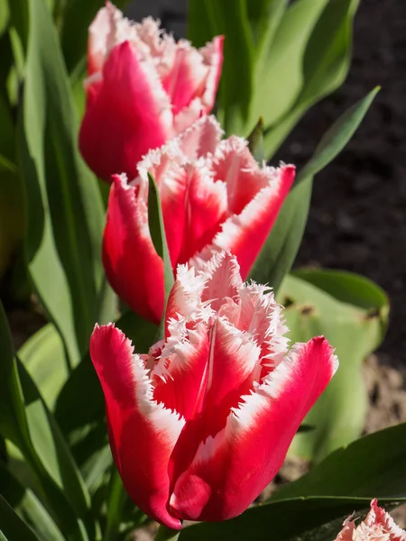 Printemps Avec Nombreuses Tulipes Dans Jardin Allemand — Photo