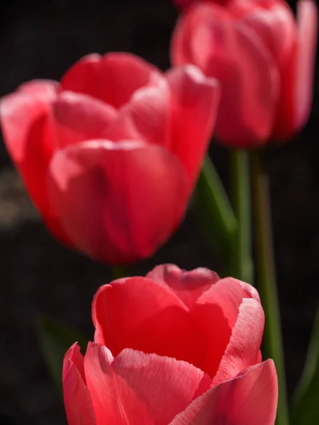 Primavera Com Muitas Tulipas Jardim Alemão — Fotografia de Stock