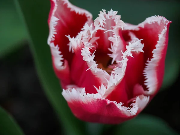 Frühling Mit Vielen Tulpen Deutschen Garten — Stockfoto