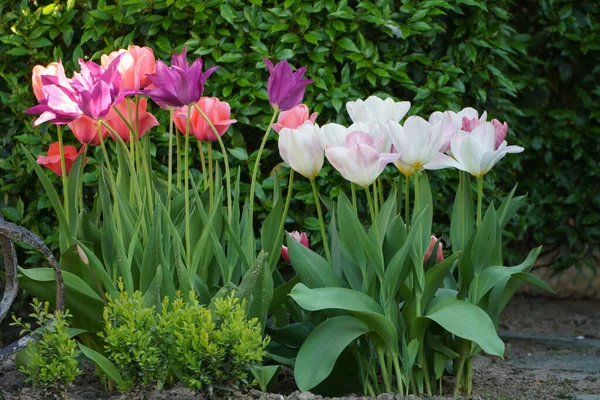 Весняний Час Багатьма Тюльпанами Німецькому Саду — стокове фото