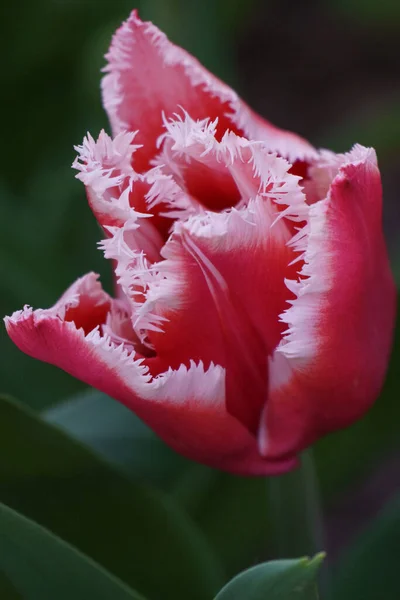 Printemps Avec Nombreuses Tulipes Dans Jardin Allemand — Photo